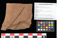 Foto (Objekt + Etikett) von Peridermium palaeopini Ettingshausen (NHMW-GEO-2024-0188-0001)